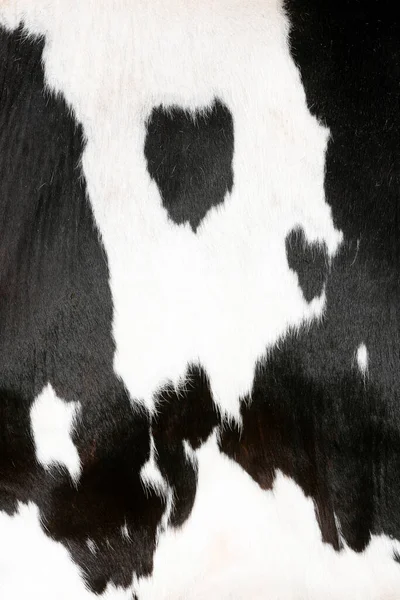 Közelkép a részben fekete-fehér bőr foltos tehén — Stock Fotó