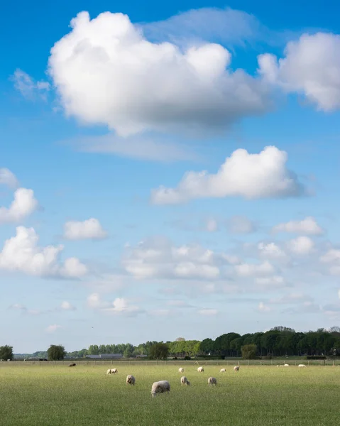 Ovejas en prado herboso bajo el cielo azul con grandes nubes blancas —  Fotos de Stock