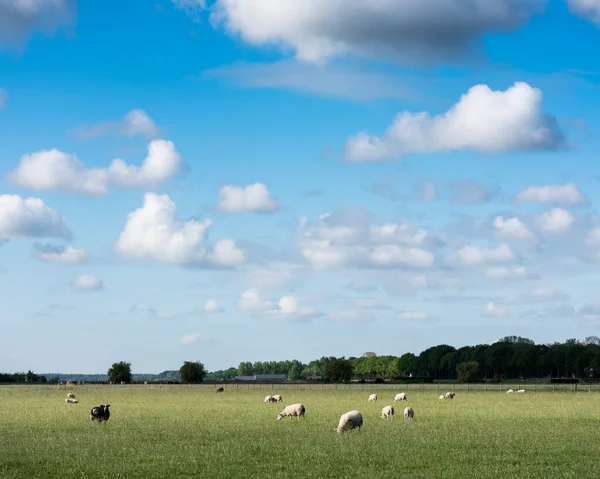 Ovejas en prado herboso bajo el cielo azul con grandes nubes blancas —  Fotos de Stock