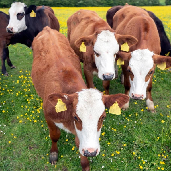 Calves in spring meadow with buttercups — Stock Photo, Image
