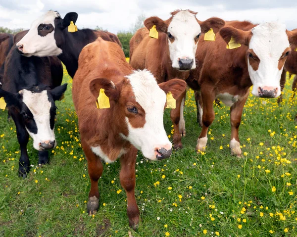 Calves in spring meadow full of yellow buttercups — Stock Photo, Image