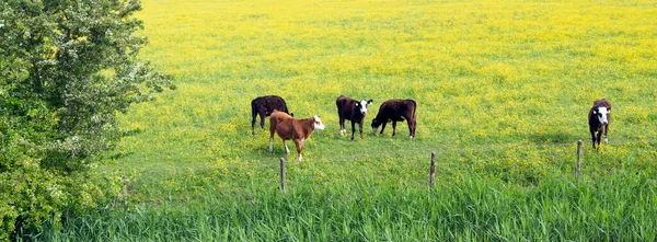 Calves in spring landscape with yellow flowers and white blossoms — Stock Photo, Image