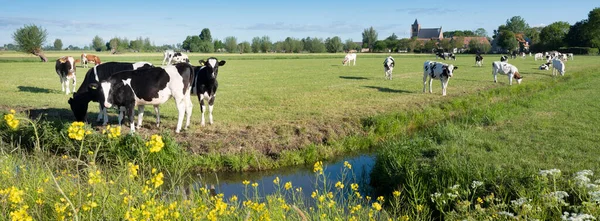 Flores amarelas e vacas manchadas no prado perto de leerbroek em vijfheerenlanden, no centro das terras baixas — Fotografia de Stock