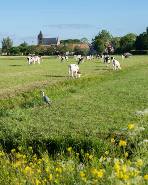 Flores amarillas y vacas manchadas en el prado cerca de leerbroek en vijfheerenlanden en el centro de los Países Bajos —  Fotos de Stock