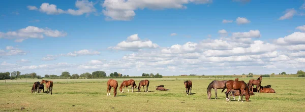 Muchos caballos en pradera verde bajo el cielo azul en Holanda — Foto de Stock