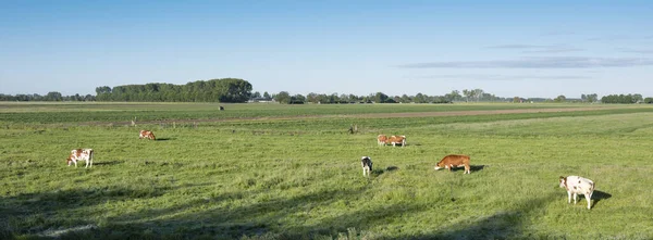 Vacas en prado verde bajo cielo azul entre ameide y lexmond en el centro de Holanda —  Fotos de Stock