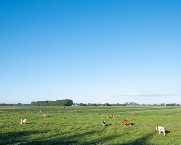 Vaches dans la prairie verte entre l'ameide et le lexmond au centre de holland — Photo