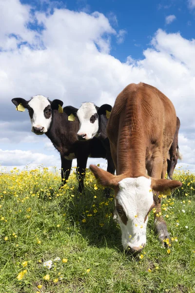 Three calves stand in grassy meadow with yellow flowers under blue sky — Stock Photo, Image