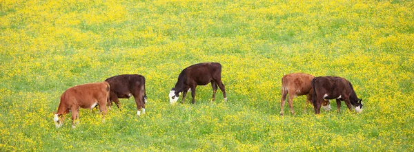 Calves graze in meaedow full of yellow blooming buttercups — Stock Photo, Image