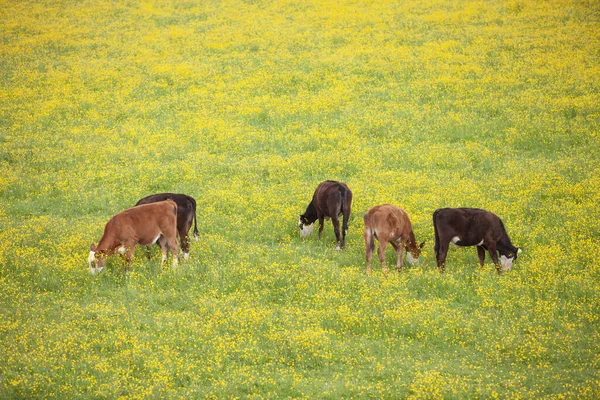 Calves graze in meaedow full of yellow blooming buttercups — Stock Photo, Image