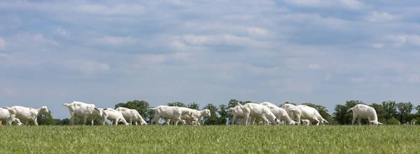 Великий стадо білих козлів у зеленому трав'янистому лузі під блакитним небом з білими хмарами в центрі Холланд поблизу уторення — стокове фото