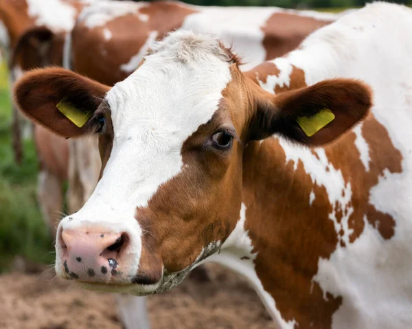 Head of red and white spotted cow — Stock Photo, Image