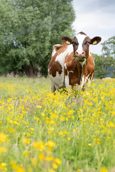Red and white spotted cow in meadow with yellow buttercup flowers — Stock Photo, Image