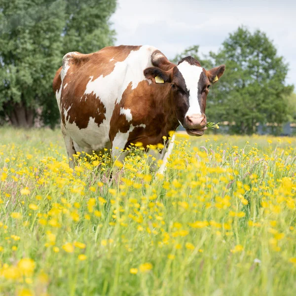 Красно-белая пятнистая корова на лугу с желтыми цветами лютика — стоковое фото