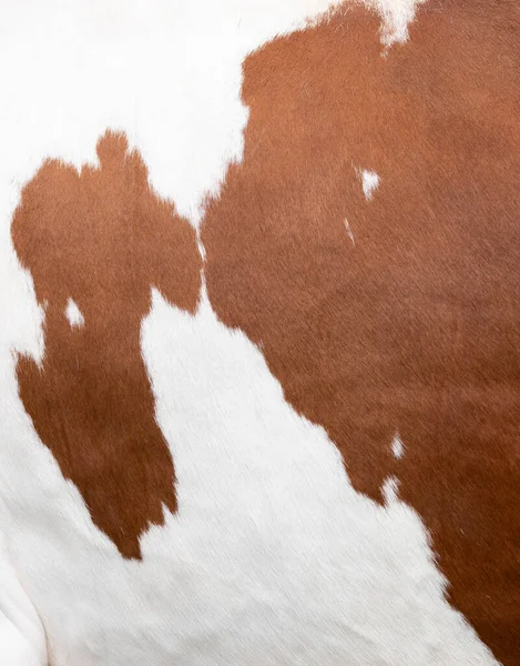 Primer plano de una parte de la piel de vaca de mancha roja y blanca — Foto de Stock