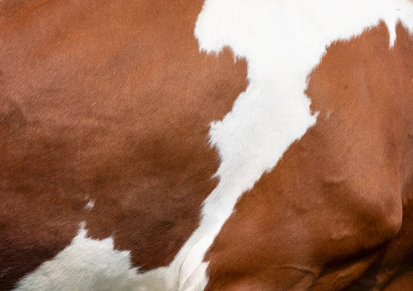 Closeup of part of cowhide from red and white spotted cow — Stock Photo, Image