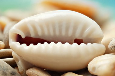 Kabuk buzlu bir büyük görüntü