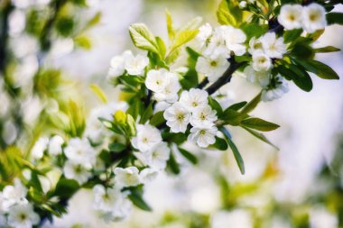 Güzel Çift Kişilik çiçekli Erik