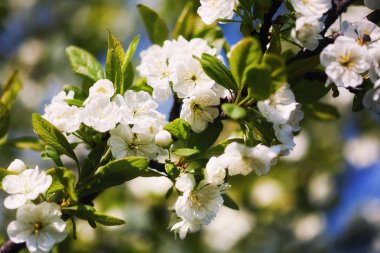 Güzel Çift Kişilik çiçekli Erik