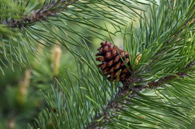 kozalaklı çam dalı