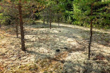 Moss ormandaki halı