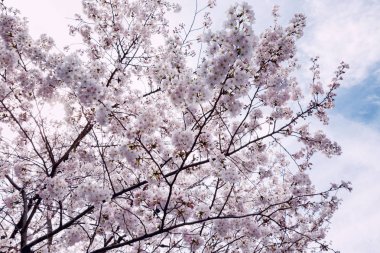 Mavi gökyüzü karşı yeni gelişen bir ağaç dalı