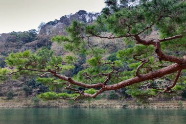 Bir iğne yapraklı ağaç ve suyun bac karşı büyük bir dalı