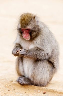 Vahşi bir maymun oturur ve yiyor