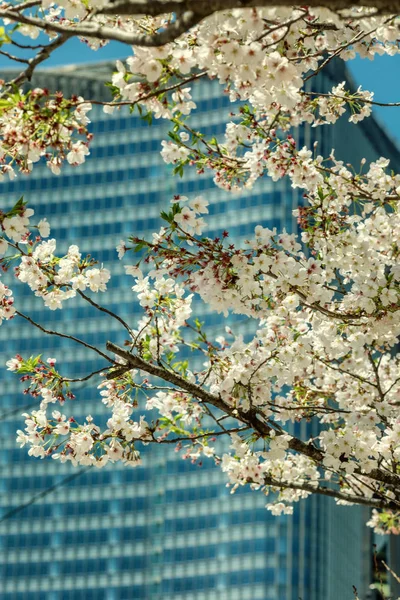Blick Auf Ein Schönes Bürogebäude Den Zweigen Der Kirschblüte — Stockfoto