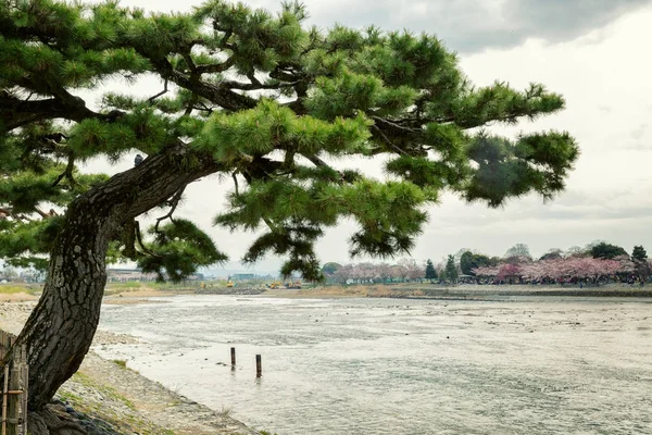 一棵美丽的大针叶树在河上散布树枝 — 图库照片