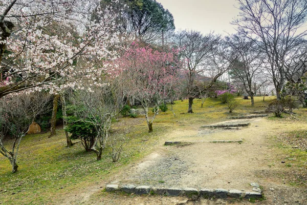 Sendero Hermoso Parque Con Árboles Florecientes — Foto de Stock