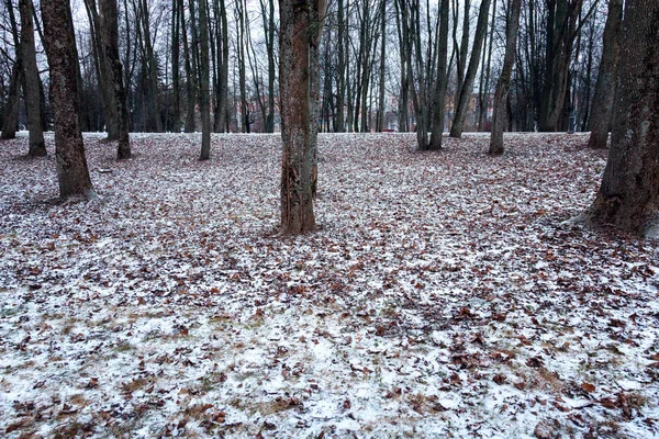 Primera Nieve Bosque Finales Otoño —  Fotos de Stock