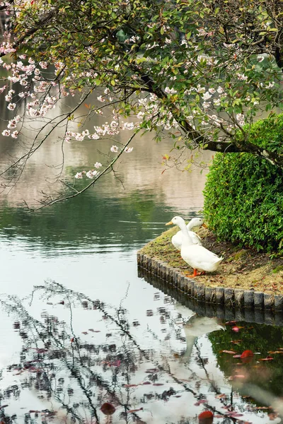 公园里美丽池塘岸边的鹅 — 图库照片