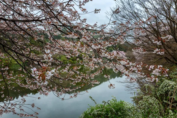 Beautiful Scenery Park Cherry Blossoms — Stock Photo, Image