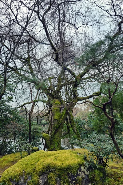 美丽的大树和绿色的苔藓在公园的地面上 — 图库照片