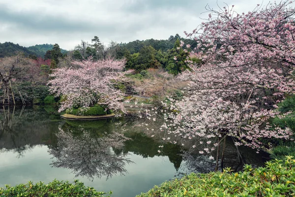 樱花盛开的公园美景 — 图库照片