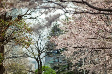 Çiçekli sakura bir güzel Peyzaj Park