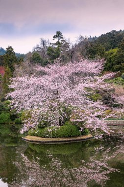 Çiçekli sakura güzel bir Japon Parkı