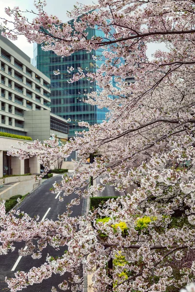 Blühende Sakura in einer wunderschönen Stadtlandschaft — Stockfoto