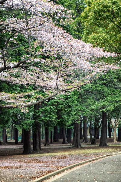 美しい景観の公園の桜の開花 — ストック写真