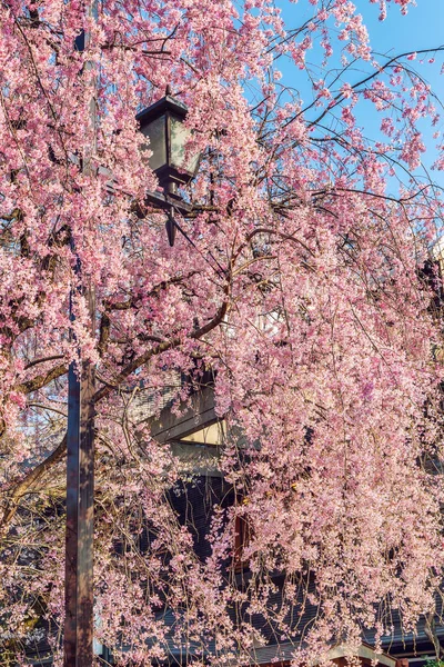 Feier der Kirschblüte im Park von Japan — Stockfoto