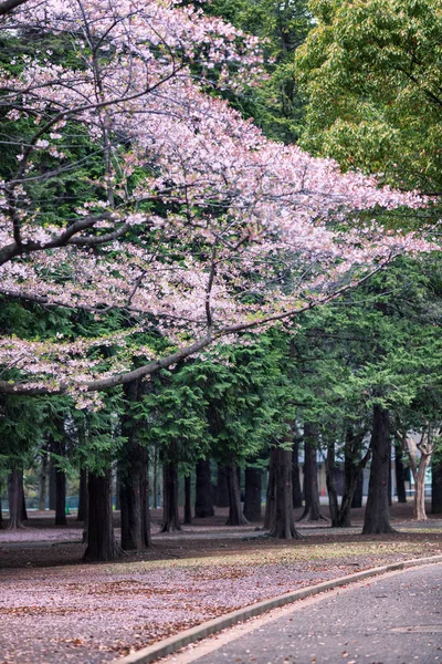 公園の美しい花の咲く桜の木 — ストック写真