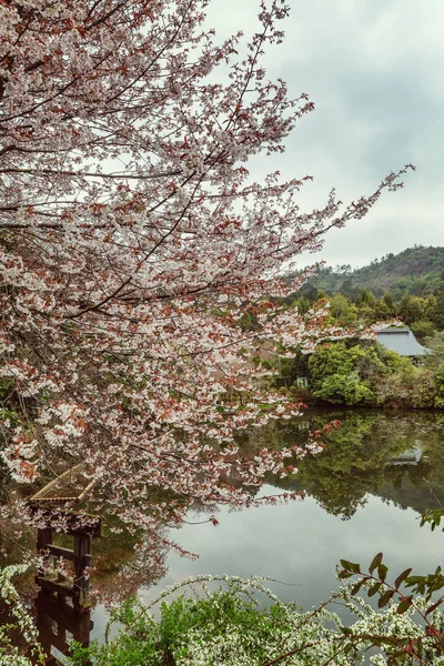 美丽的日本公园开花樱花 — 图库照片