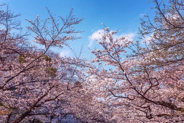 Blühende Sakura-Zweige im Park, sonniger Tag — Stockfoto