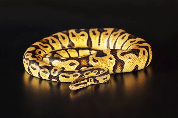 Royal python färg pasteller — Stockfoto