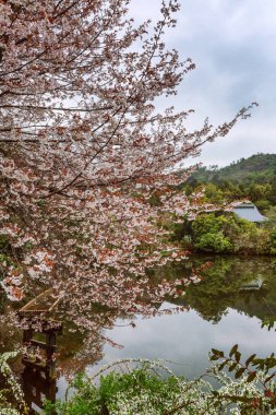 Güzel çiçekli sakura ağaçlar bir Japon Parkı