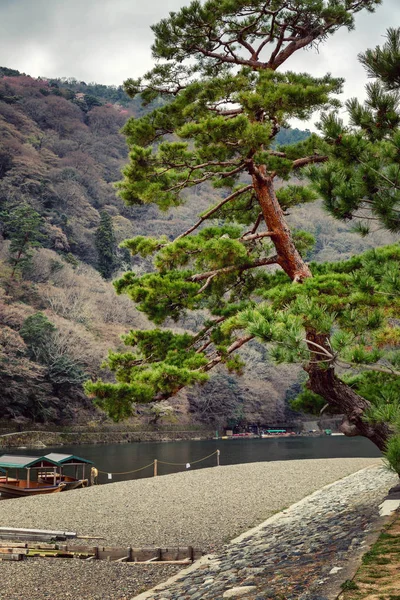 Hermosos árboles de sakura con flores en un parque japonés — Foto de Stock