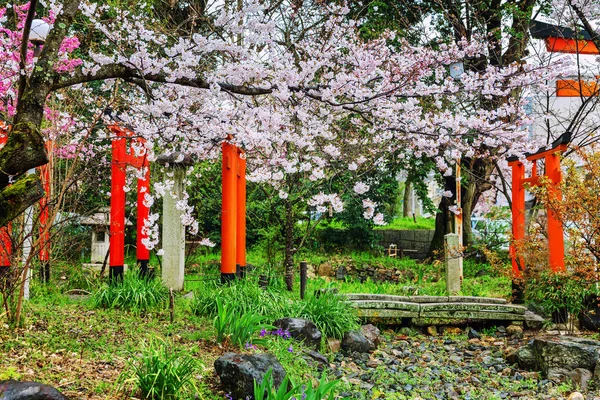 日本公园里美丽的樱花树 — 图库照片