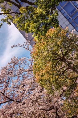 Şehir manzarası, güzel manzara çiçekli Sakura
