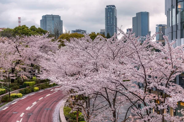 Sakura blüht in der Stadtlandschaft, schöne Landschaft — Stockfoto